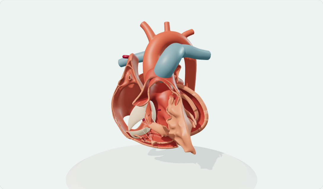3D心脏与循环探索实验室预览